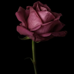 Sign of Passionate Love - Pink Rose