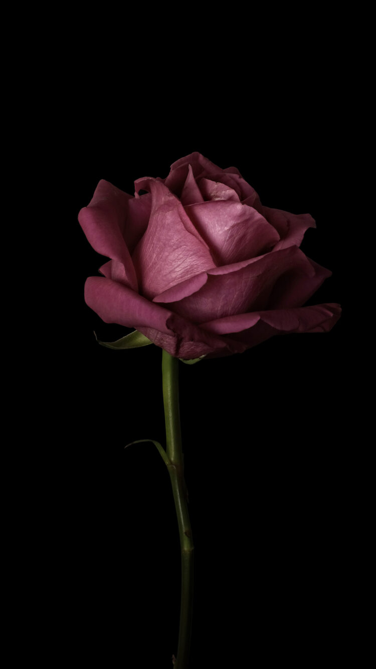 Sign of Passionate Love - Pink Rose