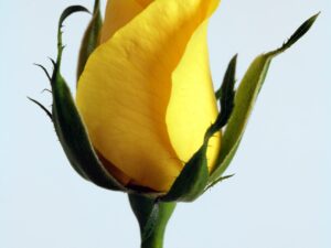 Sign of Passionate Love - Yellow Rose