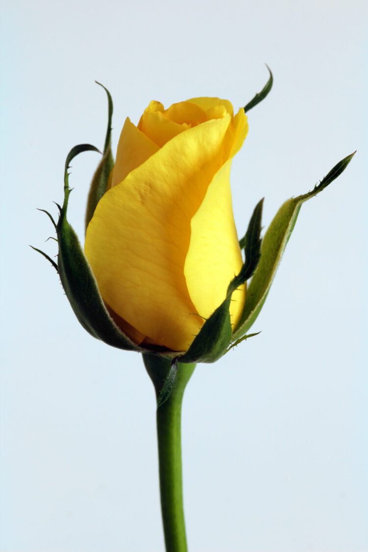 Sign of Passionate Love - Yellow Rose