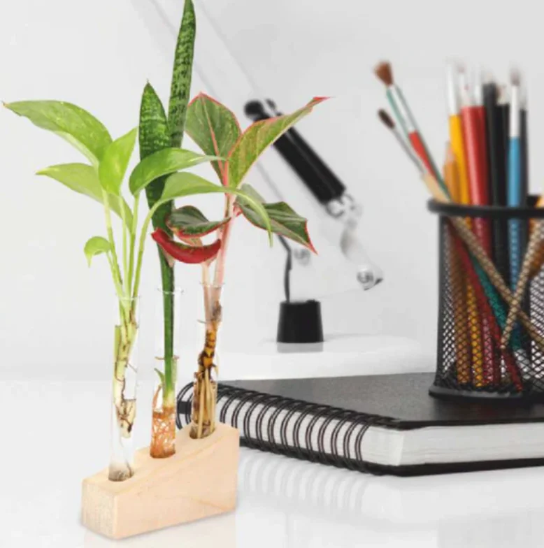 Indoor Plants