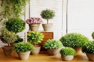 decorate-home-with-plants13-1